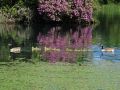 Canada geese at Rouken Glen