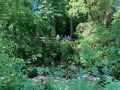 In the Auldhouse Glen