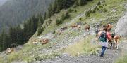 Helping to bring the cattle down from the high pastures